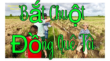 Bắt Chuột Đồng - Ký Ức Miên Quê l về quê bắt chuột mùa lúa gặt 2019 #chanbo #chantrau