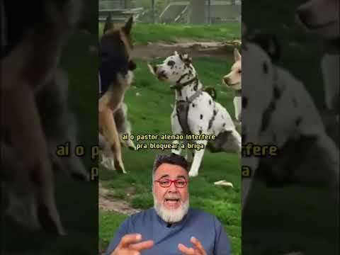 Vídeo: 8 dicas para evitar brigas de cães