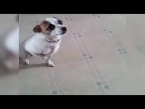 მსახიობი ძაღლი