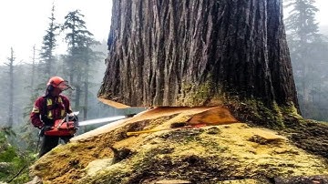 Extreme Dangerous Huge Trees Felling Skill, Climbing Cutting Down Tree With Chainsaw Machines