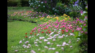 #สวนดอกไม้ข้างบ้าน EP1 #มุมความสุขเล็กๆ ของคนรักดอกไม้และถ่ายภาพ#Portulaca