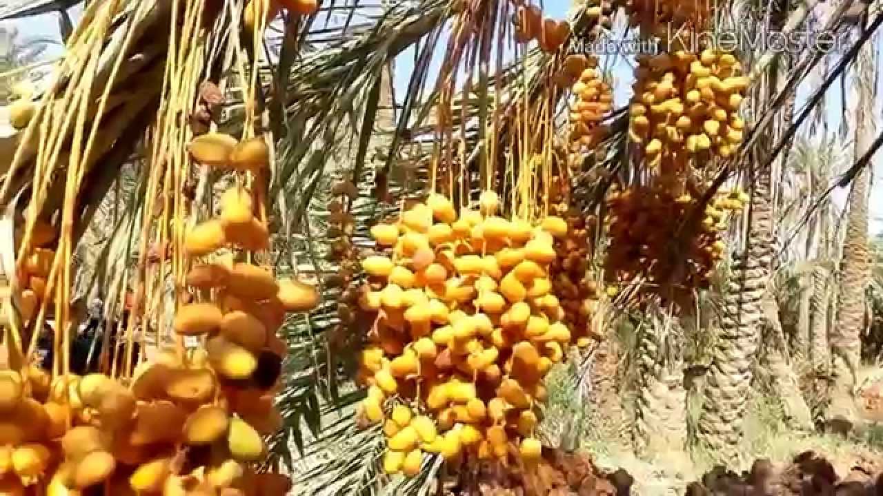 KEBUN KURMA FATNAS JAZIRAH AS SYARIFF TRIP YouTube