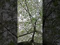 🌸 Blossom Paradise – Relaxing Nature Vibes 🌿