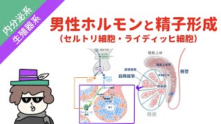 【男性生殖器】男性ホルモン（テストステロン）の作用と精子形成