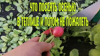 Что посеять осенью в теплице и потом не пожалеть. Питаемся с теплицы.