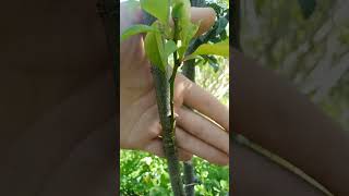 grafting grafting تطعيم الاشجار المثمره تطعيم