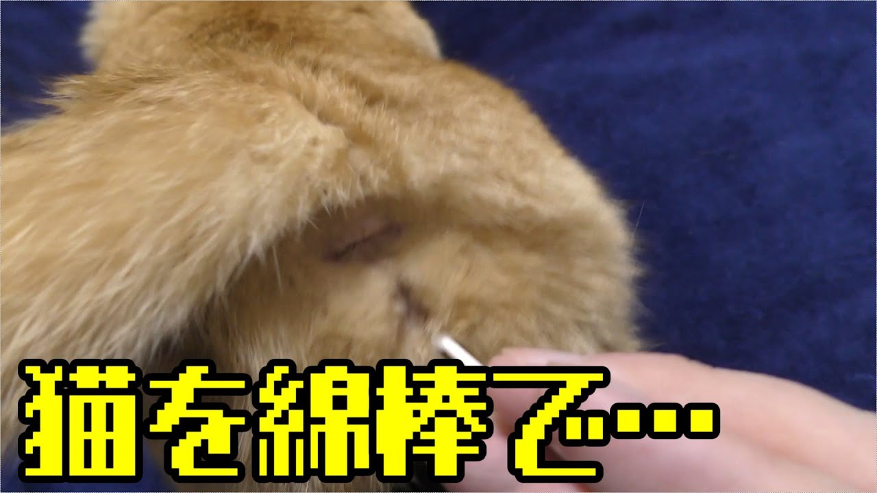 発情ドコモ猫 綿棒にて抑える このやり取りもだいぶ慣れてきた ゴロゴロするのがかわいい Youtube 発情ドコモ猫 綿棒にて抑える このやり取りもだいぶ慣れてきた ゴロゴロするのがかわいい Youtube