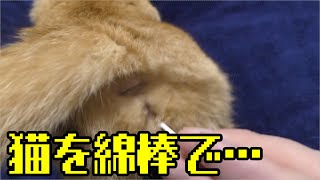 発情ドコモ猫 綿棒にて抑える このやり取りもだいぶ慣れてきた ゴロゴロするのがかわいい