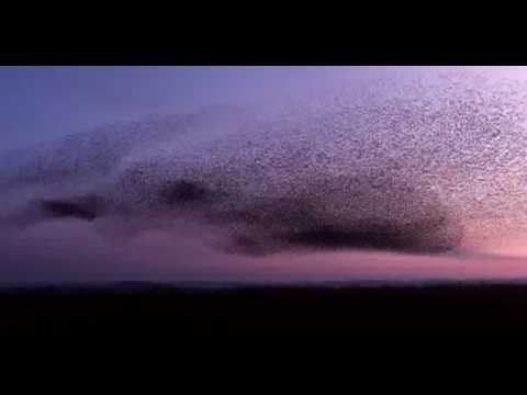 BIRDS AT DAWN!!! (Skellig Film, 2009).flv