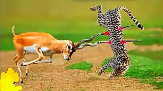 Induk Rusa Vs Macan Tutul.