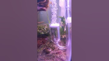 Thumbnail of Diy CO2 ragul mix cisod
