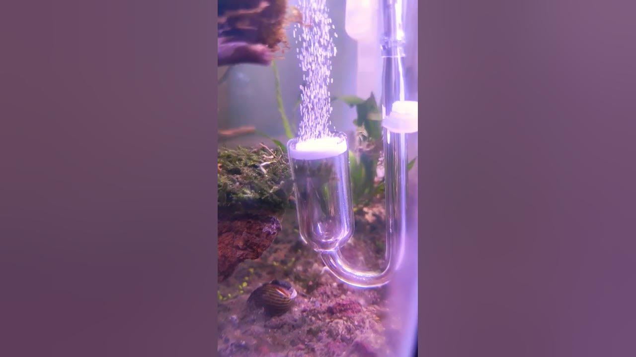 Diy CO2 ragul mix cisod