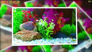 구피 미니 수족관 힐링영상(물멍때리기) screenshot 5