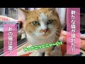 次から次に来る地域猫たちと意外な訪問者