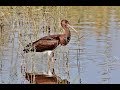 Black stork (Ciconia nigra)  Μαυροπελαργός - Cyprus