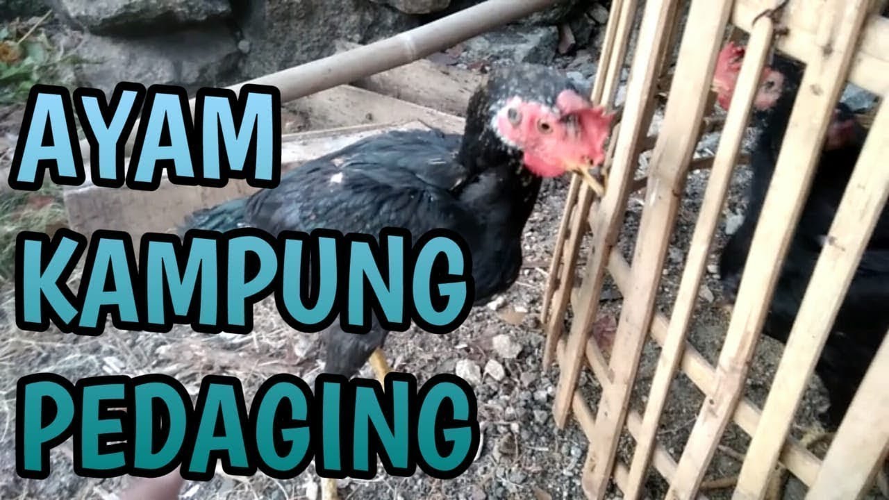 CARA BUDIDAYA TERNAK AYAM KAMPUNG PEDAGING 