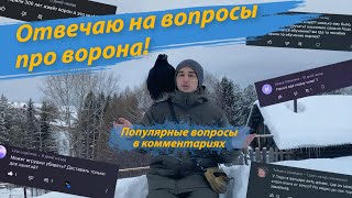 Отвечаю на вопросы в комментариях про ворона Гошу.