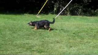 Willow Valleys Karma Von Der Weide Haus Our Waterdog