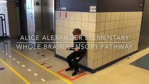 Whole Brain Sensory Pathway- Alice Alexander Elementary