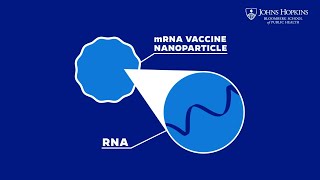 How Do mRNA Vaccines Work? Here's What You Should Know thumbnail