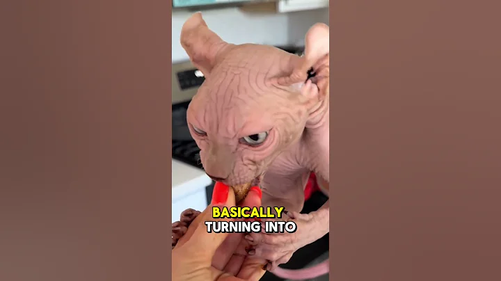 Watch the video about 🐱 The Hairless Sphynx Cat #viral #animals #animallife #fact