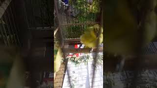 makanan harian sirtu agar tetap sehat dan gacor #burungcipoh #cipohjantan