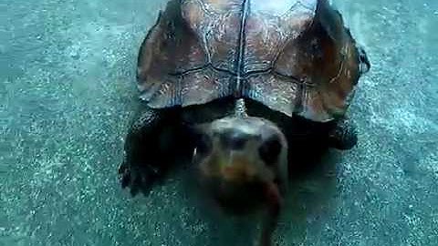 RÙA - Rùa sa nhân ăn giun đất và thích được quay cận mặt - 27/6/2016