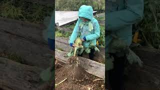 Урожай капусты кольраби #капуста #кольраби #огород #дача