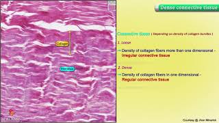 Histology of Dense connective tissue : Shotgun Histology