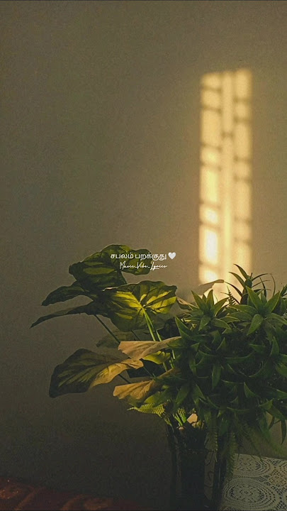 Yelae Yelae Maruthu 🤍✨ #YelaeYelaeMaruthu #love #shortvideo #musicvibeslyrics #lyrics #trending#vibe