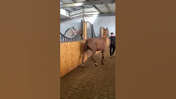 Horses Mating Shorts Horse Tiktok 