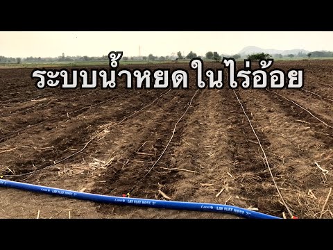 ระบบน้ำหยดในไร่อ้อย|ผู้บ่าวไร่อ้อย