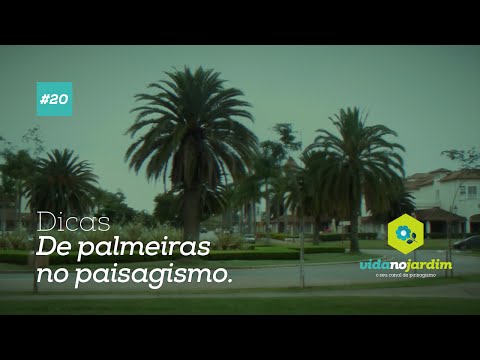 Vídeo: Por que as palmeiras crescem no Arizona?