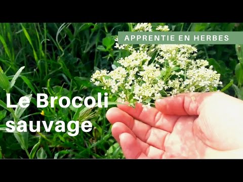 Vidéo: Les fleurs de brocoli sont-elles comestibles ?