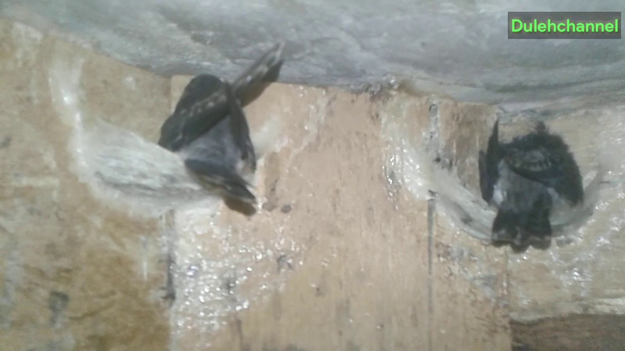 Melihat sarang burung walet siap panen di RBW 