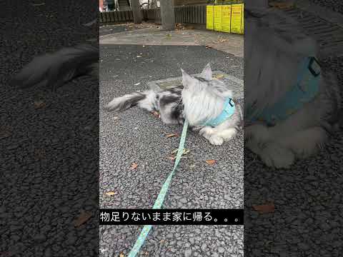 メインクーンのハンティング日 #メインクーン #mainecoon #ラグドール #ragdoll #猫のいる暮らし  #cat