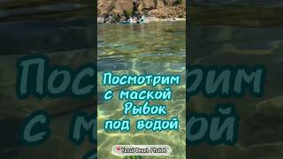 Яркие тропические рыбки по водой на  Пхукете. Ныряние у берега  радует детей #phuket #snorkeling
