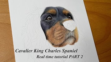 Cavalier King Charles Spaniel PART 2 | Brown Fur Coloured Pencil Tutorial