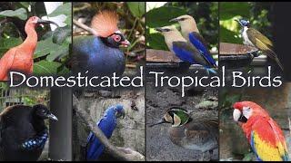 Domesticated Rainforest Birds 🐦🦆🦤🦃🦜🦢🦩🕊🌴🌺🐵