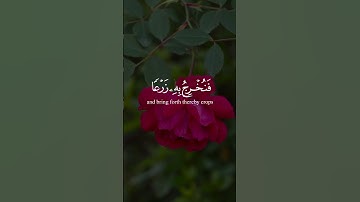 سورة السجدة | الآية ٢٧ تلاوة عبد الرحمن مسعد