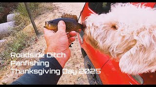 Roadside Panfishing on Thanksgiving Day with Winston Doodle 2025