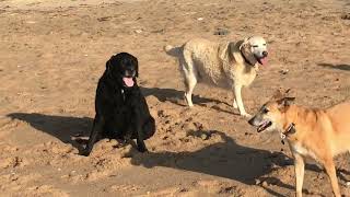 Dogs pack playing with their friends at the beach by The Dogs World 12 views 3 months ago 5 minutes, 9 seconds