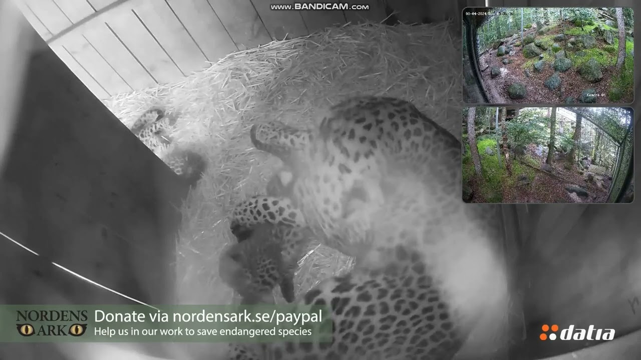 Persian leopard cubs at Nordens Ark