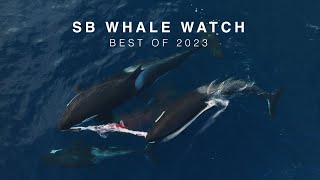 Best Whale Watching in Santa Barbara! | 2023 Highlights