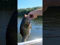 Smallmouth Bass Fishing: Sweetest Girlfriend - She’s a Keeper #smallmouthbass #sweetgirl #bigbass