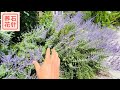 俄罗斯香草 分药花 Russian Sage 俄罗斯香草 分药花 Russian Sage