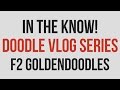 In the Know - F2 Goldendoodles