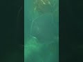 An amazing encounter with a stingray #capetown #falsebay #spearfishing #southafrica #stingray