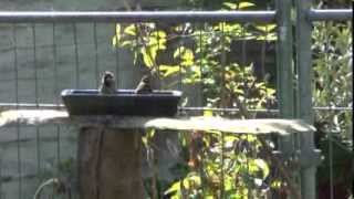 Vroege Vogels - Spetterende Mussen