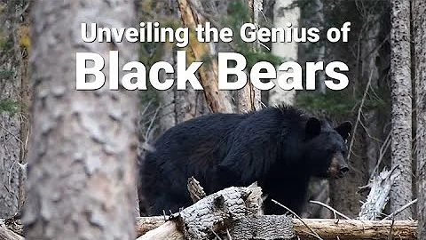 【Camojojo】Unveiling the Genius of Black Bears: Surpassing Expectations of Intelligence